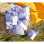 lavender sachets bags