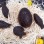dark chocolate easter egg